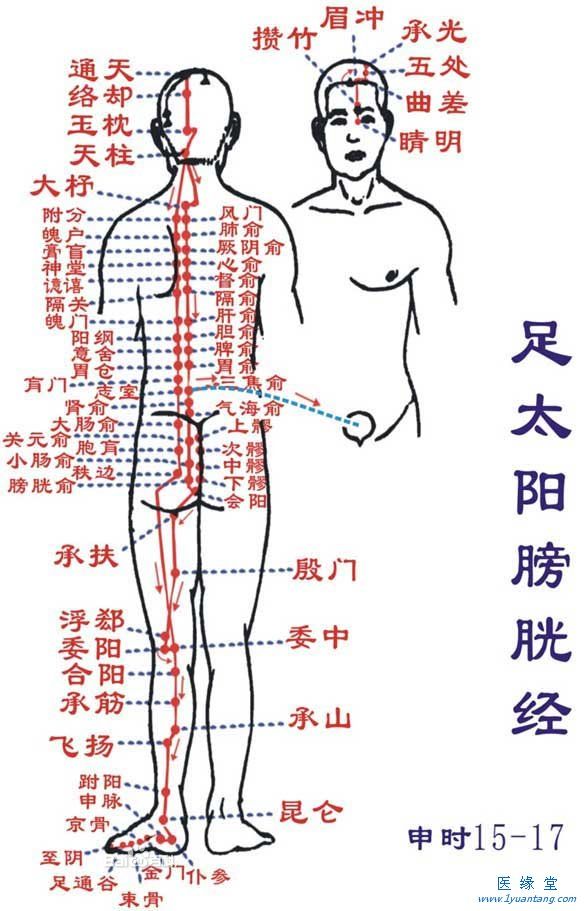 如何利用足太陽膀胱經“生命草莓视频污污版”提精神，增加健康指數